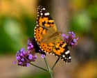 Record heatwaves bring Britain’s second-best butterfly season in 16 years
