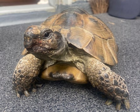 Closeup of the tortoise, indoors, on the floor