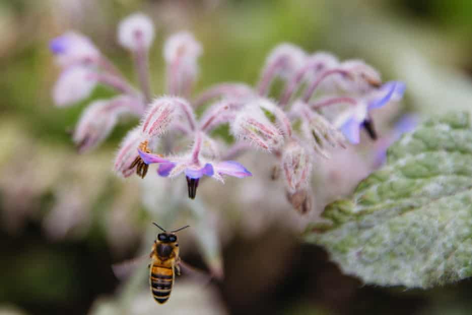 A bee enjoys the benefits of Bristol’s urban flower project