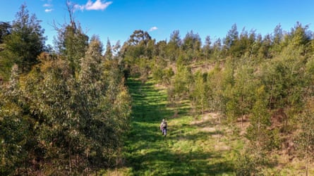 Miles walks up a track between tall trees