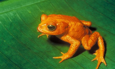 The golden toad was once abundant in a small, high-altitude region of Costa Rica. The last sighting was on 15 May 1989, and it has since been classified as extinct by the IUCN.