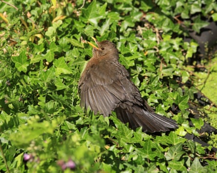 A female blackbird spreading its wings and gular fluttering while perched in a bush