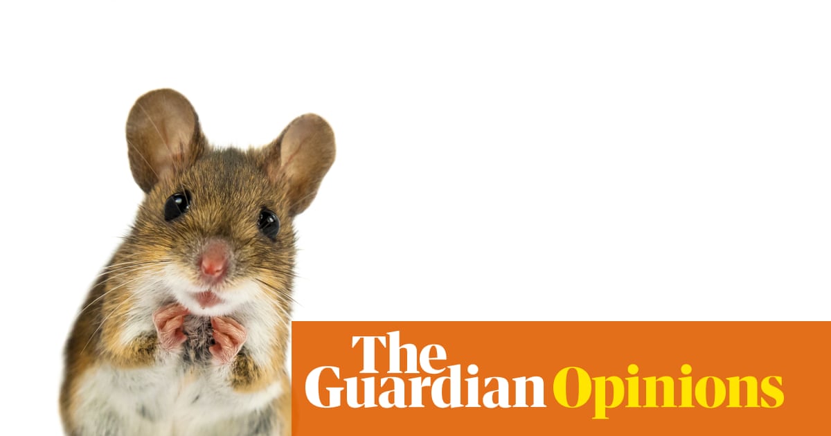 Is the world about to be overrun by trans mice? Not if congresswoman Nancy Mace has anything to do with it | Arwa Mahdawi