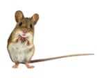 Is the world about to be overrun by trans mice? Not if congresswoman Nancy Mace has anything to do with it | Arwa Mahdawi