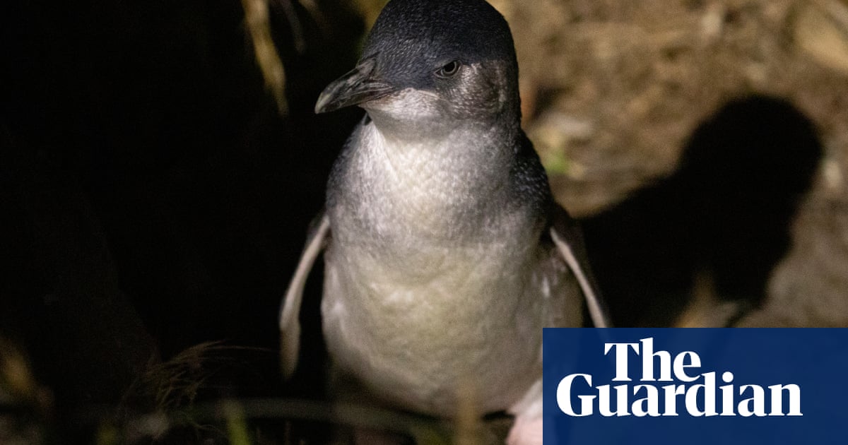 Search for clues as bodies of hundreds of little blue penguins wash ashore in New Zealand