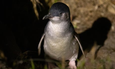 A little blue penguin arrives at its nest at Caroline Bay in Timaru, New Zealand