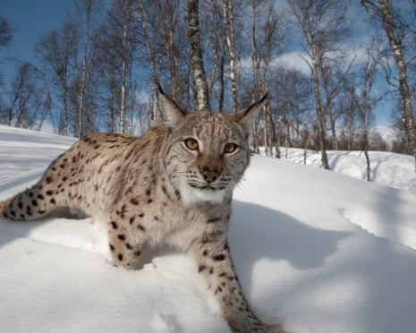 Lynx could return to Scotland – but can rewilders win over wary Highlanders? Lynx could return to Scotland – but can rewilders win over wary Highlanders?