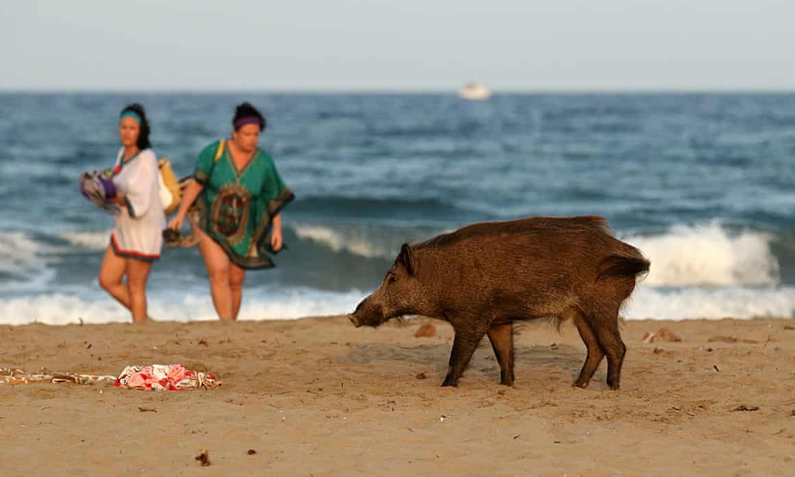 Aboar approaches bathers on the Costa del Sol