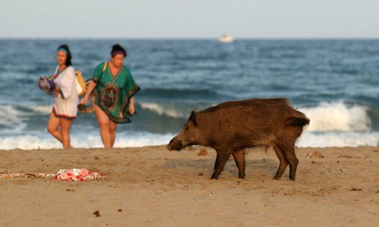 The wild boars of the Costa del Sol: do these sun-loving pigs really need to be culled? The wild boars of the Costa del Sol: do these sun-loving pigs really need to be culled?