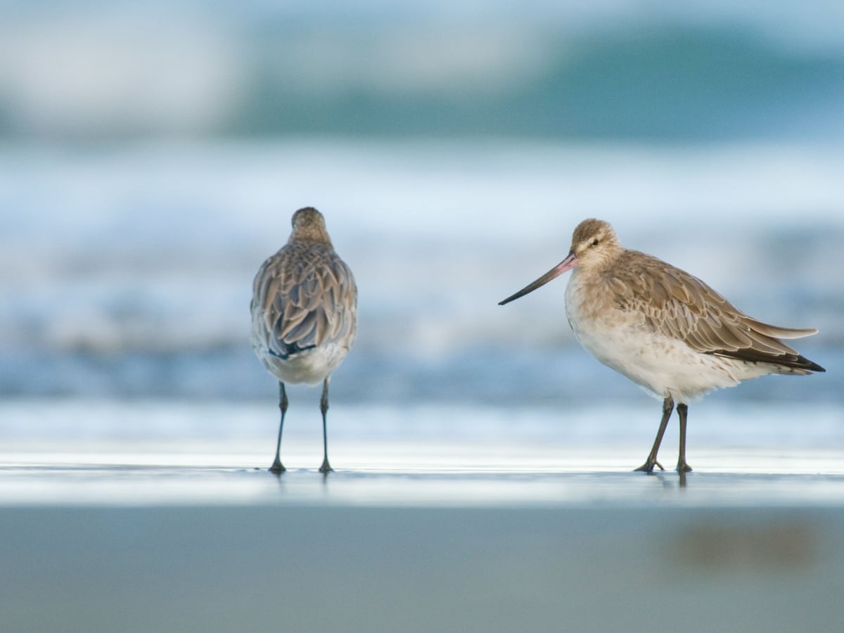 Bar Tailed Godwit Migration bar-tailed-godwit-migration