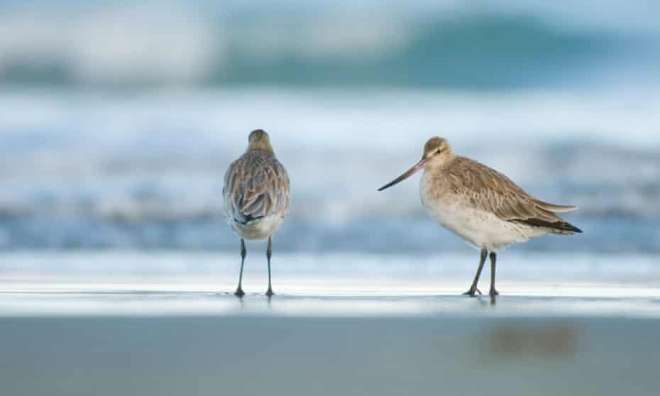 Eastern bar-tailed godwits.