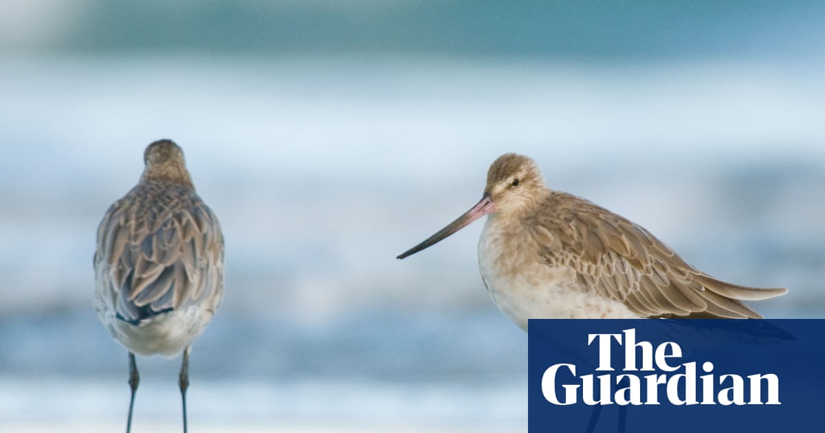 Weatherwatch: UK’s migrant waders feel the effects of a changing Arctic