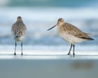 Weatherwatch: UK’s migrant waders feel the effects of a changing Arctic