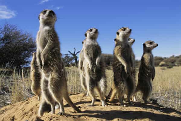 It’s a long, hard slog to become a dominant meerkat