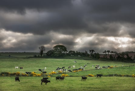 A heard of cows in Whitegate, Cork, Ireland