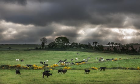 Green seaweed washed up on Harbour View Beach, Cork