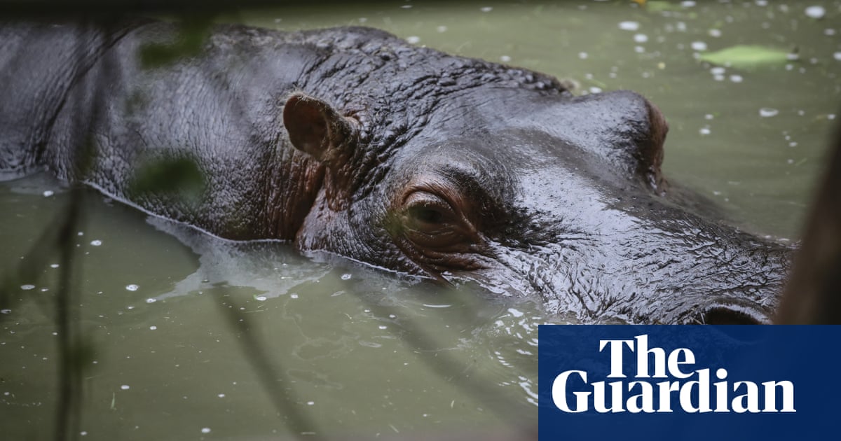 How Pablo Escobar’s ‘cocaine hippos’ became a biodiversity nightmare