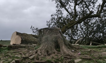The Sycamore Gap tree just after it was felled in September