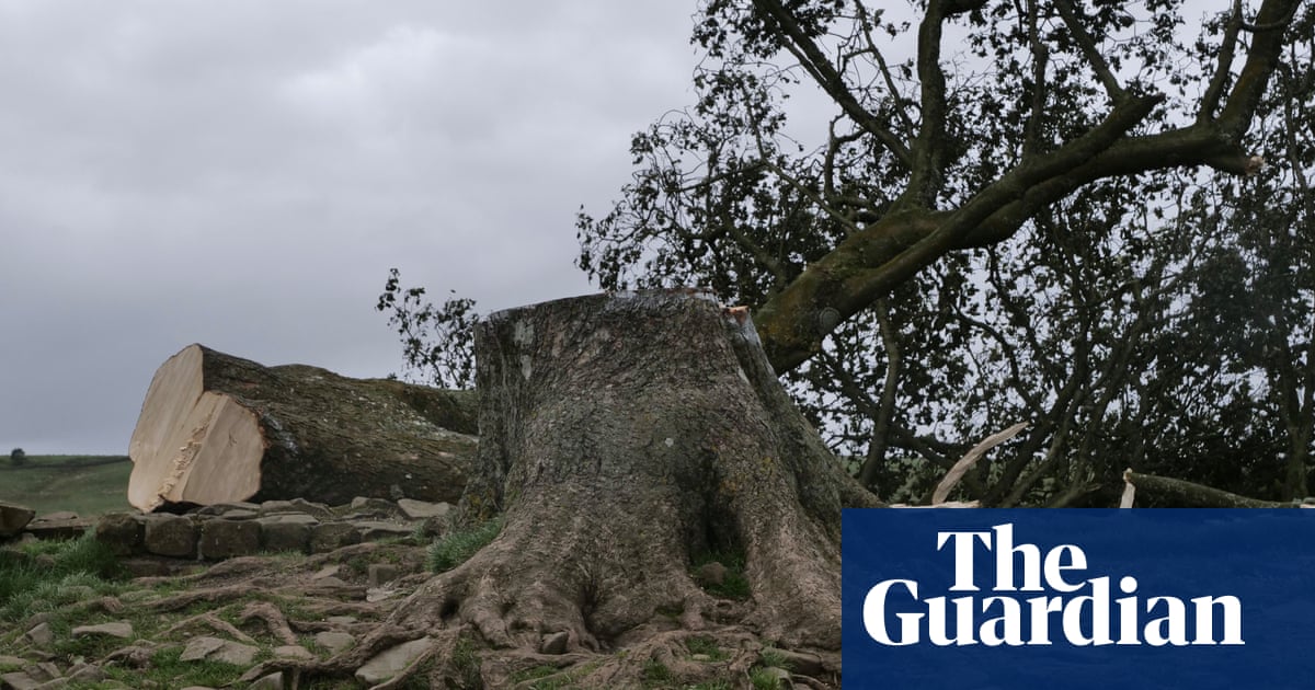 King to plant sapling from Sycamore Gap tree in Windsor Great Park King to plant sapling from Sycamore Gap tree in Windsor Great Park