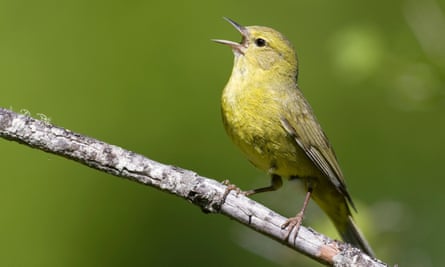 A songbird with a yellow-green breast and green-grey wings perched on a branch