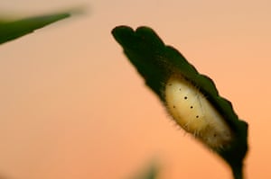 Caterpillars usually pupate on the undersides of leaves
