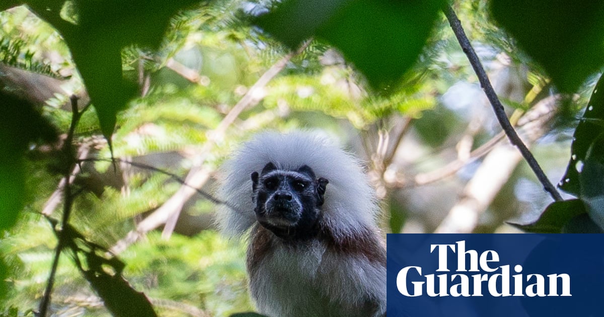 ‘They’re a lot like us’: saving the tiny punk monkeys facing extinction