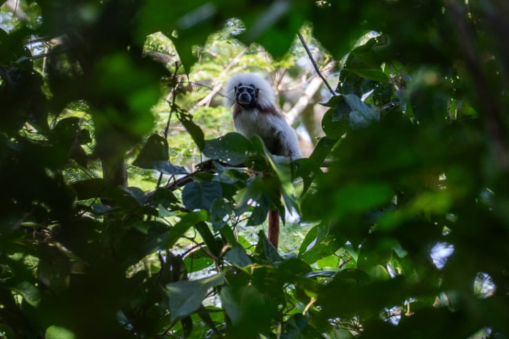 ‘They’re a lot like us’: saving the tiny punk monkeys facing extinction ‘They’re a lot like us’: saving the tiny punk monkeys facing extinction