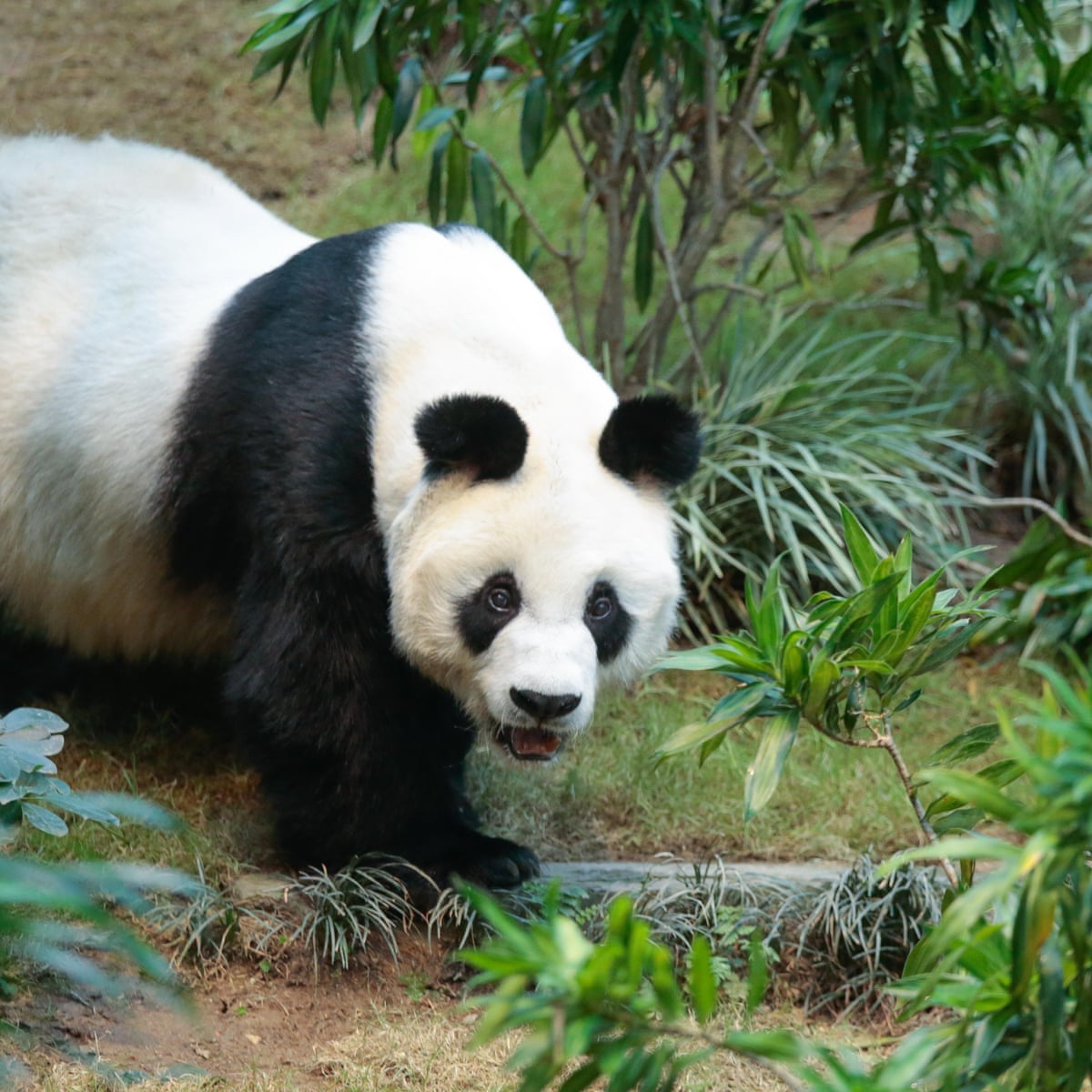 An An, world's oldest captive male giant panda, dies in Hong Kong ...