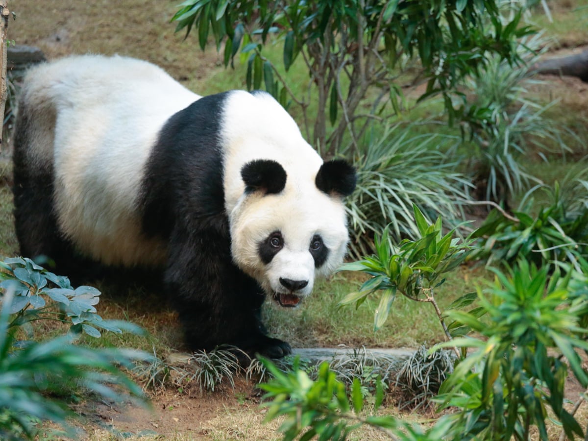 An An, world's oldest captive male giant panda, dies in Hong Kong ...