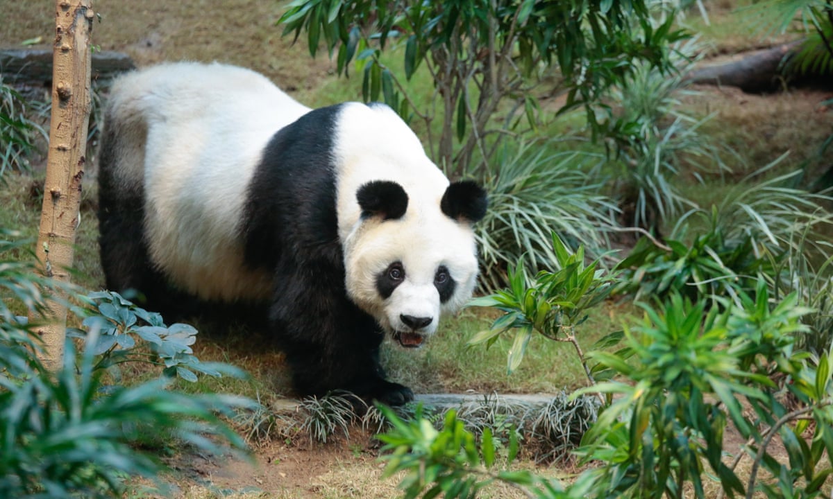 An An, world's oldest captive male giant panda, dies in Hong Kong ...