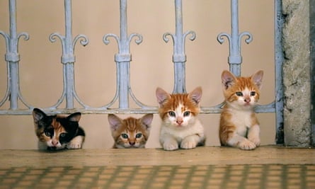 Kedi kittens