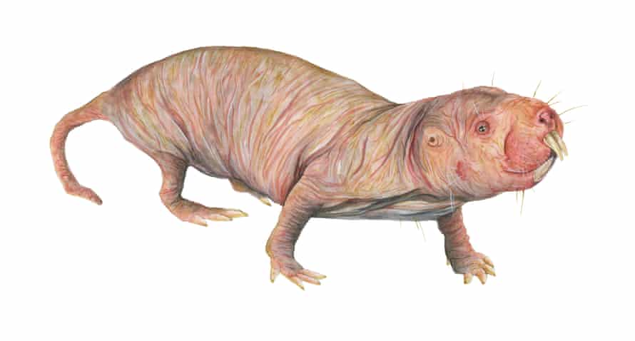 The naked mole rat in The Illustrated Encyclopaedia of Ugly Animals