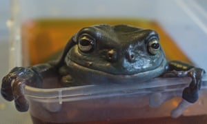 Fatty, a discoloured green tree frog suffering from bacterial infection and the effects of aerial spraying, in an antibacterial bath in the Cairns frog hospital last week. 