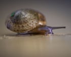 Bermuda snail thought to be extinct now thrives after a decade’s effort