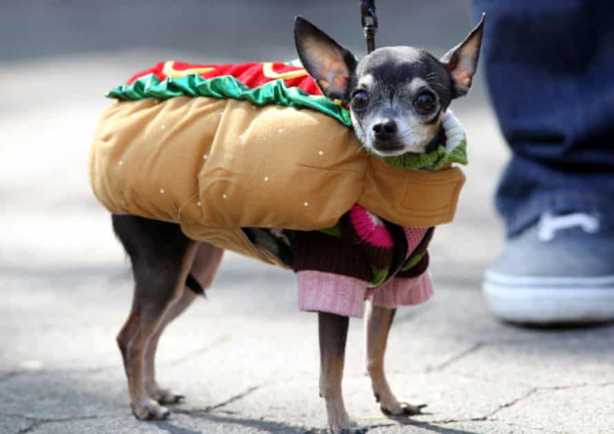 Tompkins Square Halloween Dog Parade, New York, America, 2012