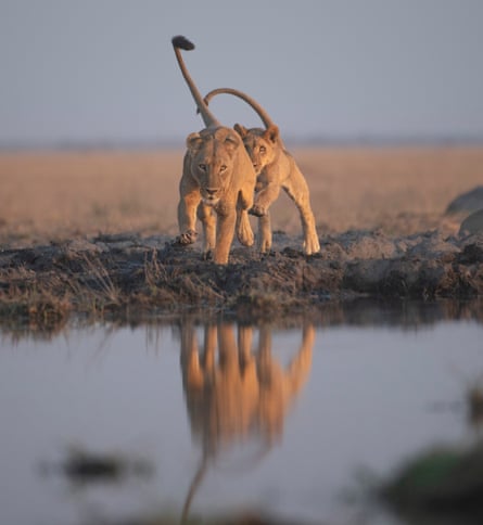 A lioness leads her cub through a newly formed swamp in the central Kalahari, Botswana.