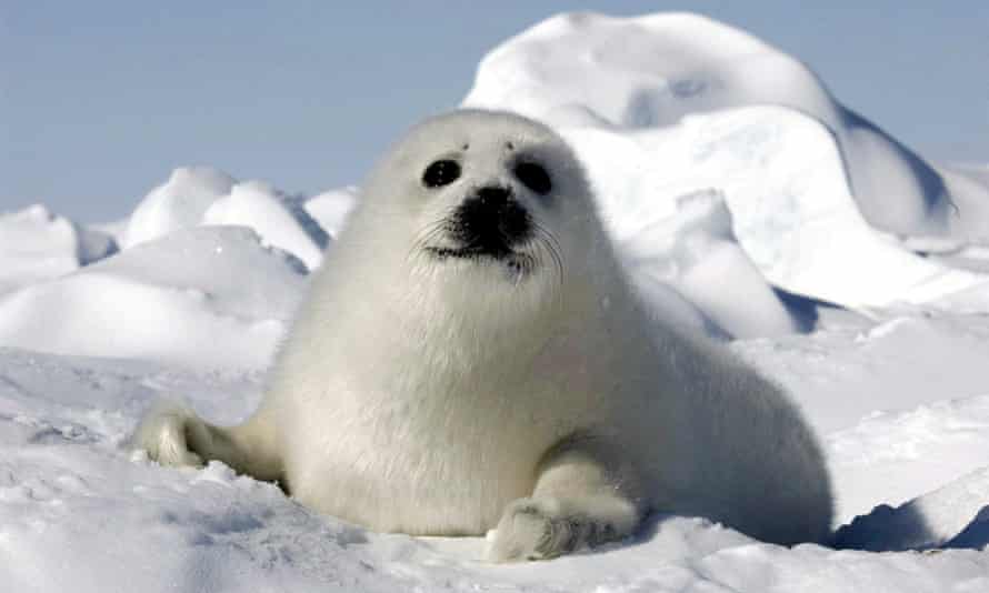 A harp seal pup or ‘whitecoat’ on an ice floe.