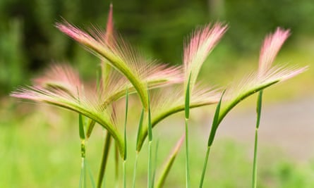 Foxtail barley (Hordeum jubatum) in Chugach State Park, Alaska.