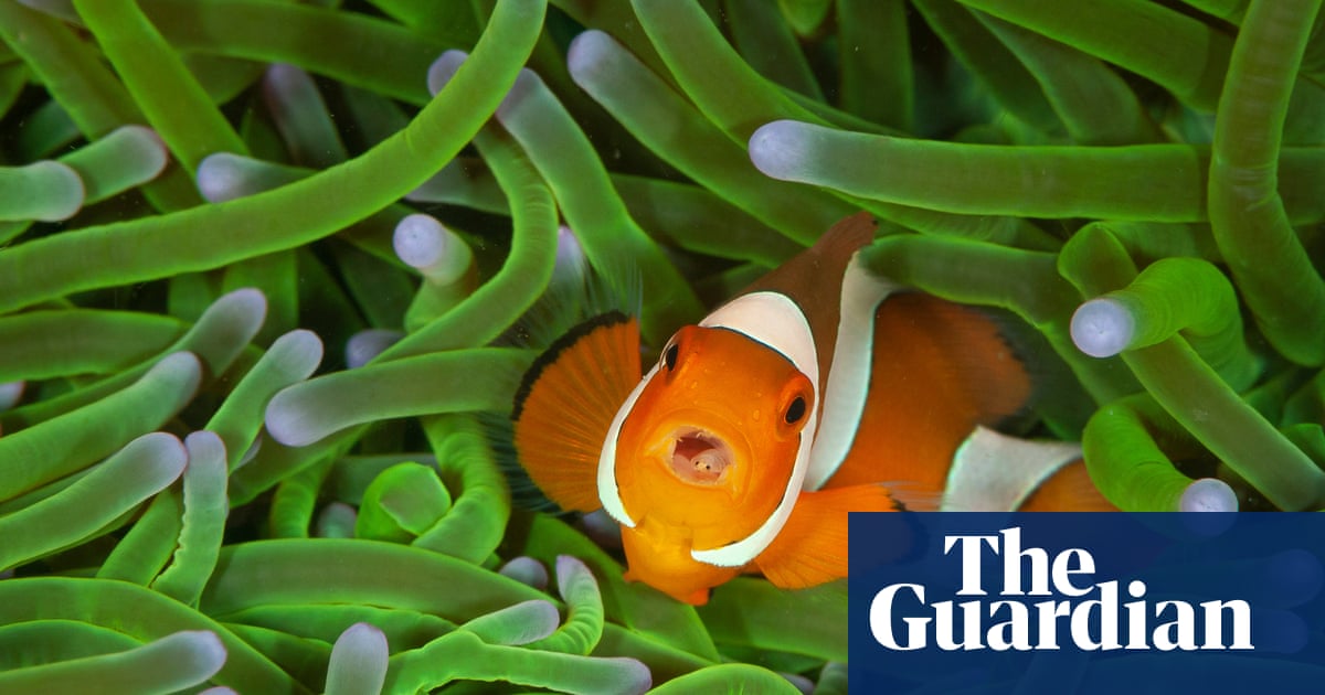 Wildlife photographer of the year 2020 winners – in pictures | Art and