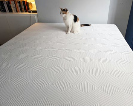 Cat sitting on a bare mattress and looking over to the right