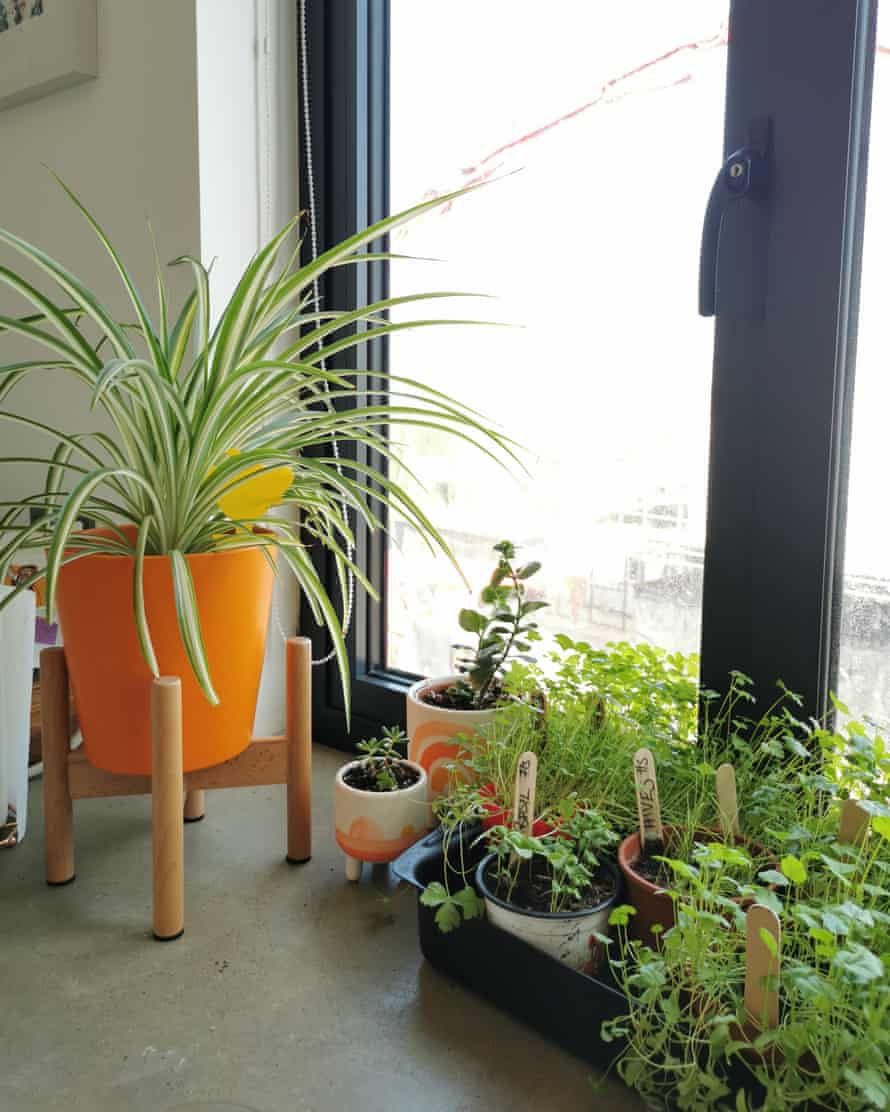 Kirsty Bowman’s windowsill.