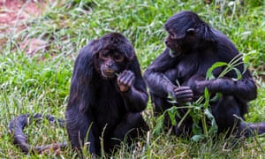 Colombian spider monkeys at the South Lakes Safari Zoo in 2016. The zoo has lost its licence.