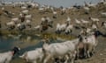 Goats belonging to Sicilian farmer Luca Cammarata drink from a muddy water pond near his drought-stricken farm