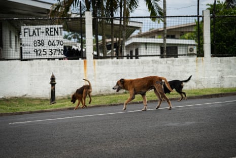 Une meute de chiens des rues traverse la route à la périphérie de Suva
