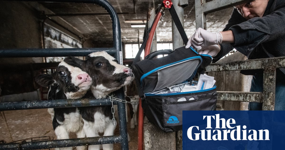 ‘I just want to leave with the calf’: the US activist befriending farmers