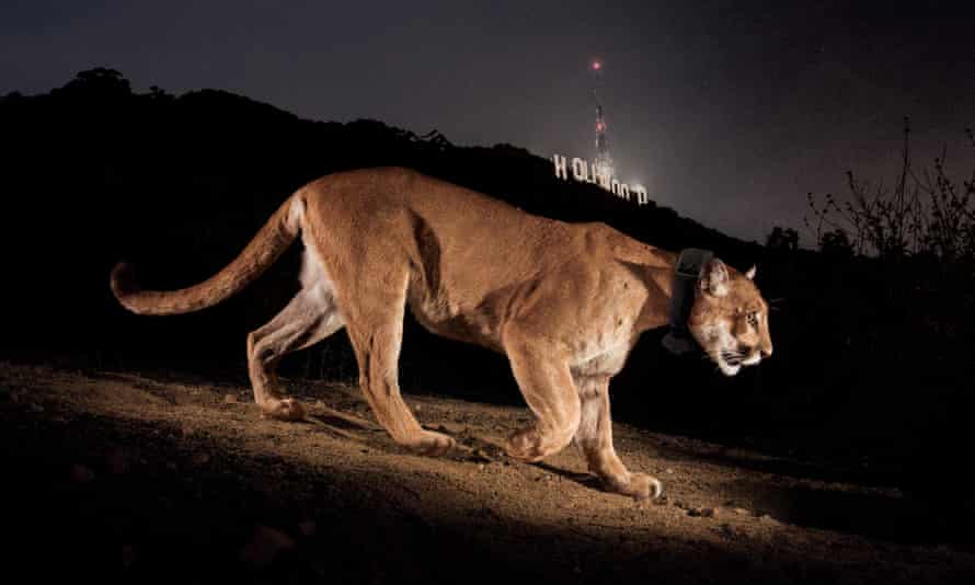 Une caméra à distance a capturé un puma à collier émetteur à Griffith Park.