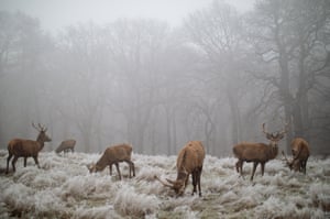 Red deer graze on frost-covered ground in Richmond Park