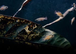 Darios are a diminutive insectivorous group of perch-like fish that inhabit slow-flowing streams and lakes with plenty of aquatic plants or fallen plant matter to hide in. Males develop red and white stripes with dark heads when mature, whose colours intensify when males spar with one another for territory