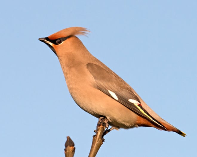 Easterly winds and clear skies are cue for charismatic waxwings to cross to UK Easterly winds and clear skies are cue for charismatic waxwings to cross to UK