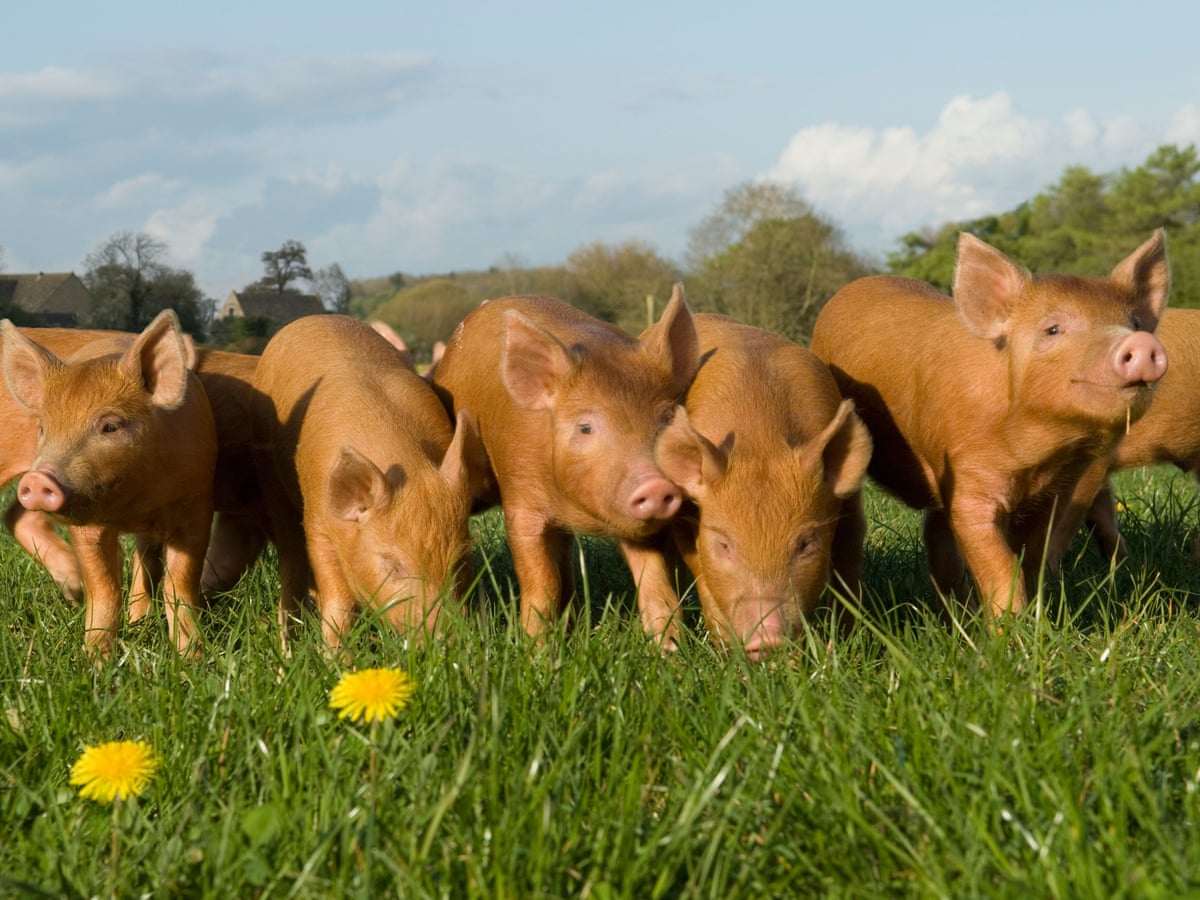 What A Porker Why Pigs Have Got Slimmer As Humans Get Fatter Animals The Guardian What A Porker Why Pigs Have Got Slimmer As Humans Get Fatter Animals The Guardian